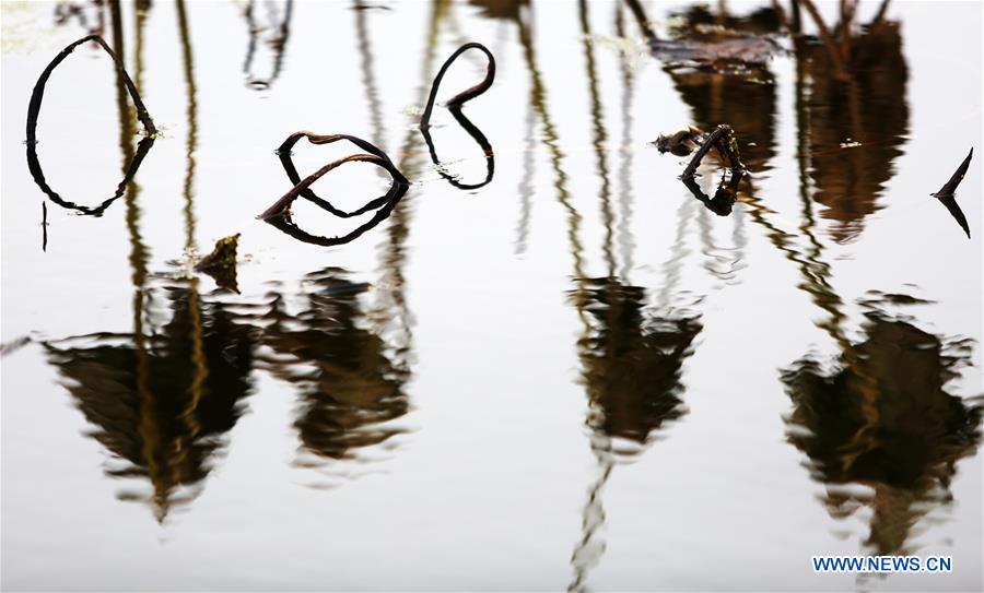 #CHINA-SHANDONG-WITHERED LOTUS (CN)