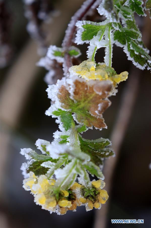 #CHINA-HUNAN-XIANGXI-SNOW-PLANTS (CN)