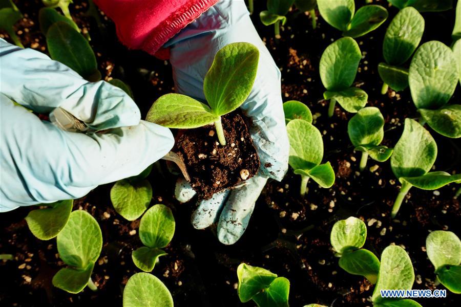 CHINA-HEBEI-VEGETABLES (CN)