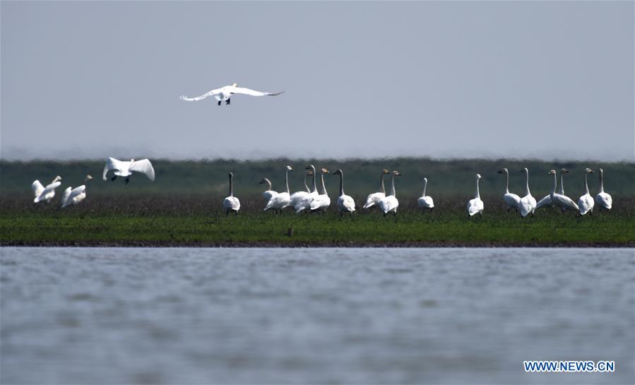 CHINA-HUNAN-DONGTING LAKE-ENVIROMENT PROTECTION