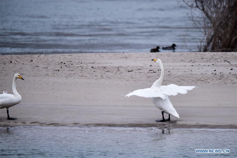 CHINA-QINGHAI-SWAN (CN)