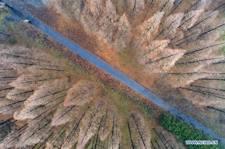 CHINA-JIANGSU-SUQIAN-METASEQUOIA-SCENERY (CN)