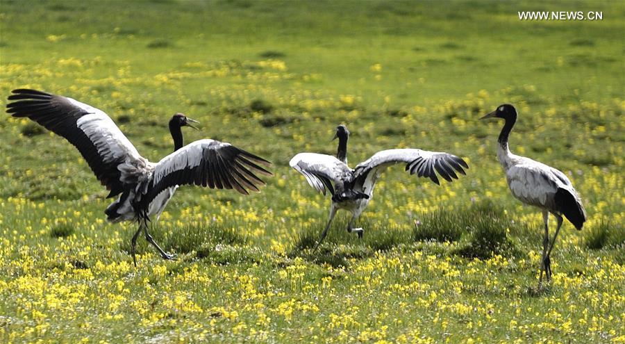 (InTibet)CHINA-ENDANGERED SPECIES-BLACK-NECKED CRANE (CN)