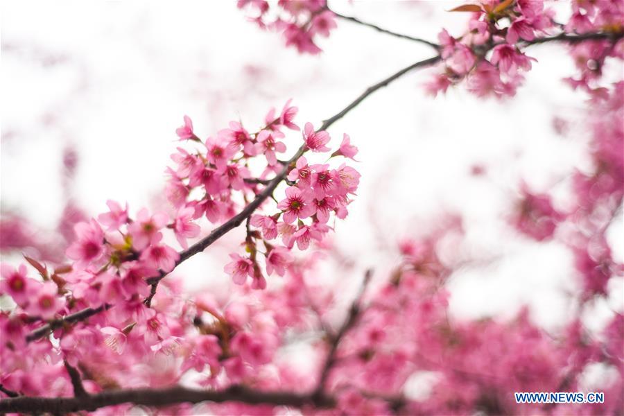 #CHINA-GUIZHOU-QIANXINAN-CHERRY BLOSSOM (CN)