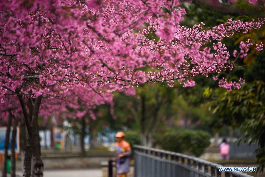 #CHINA-GUIZHOU-QIANXINAN-CHERRY BLOSSOM (CN)