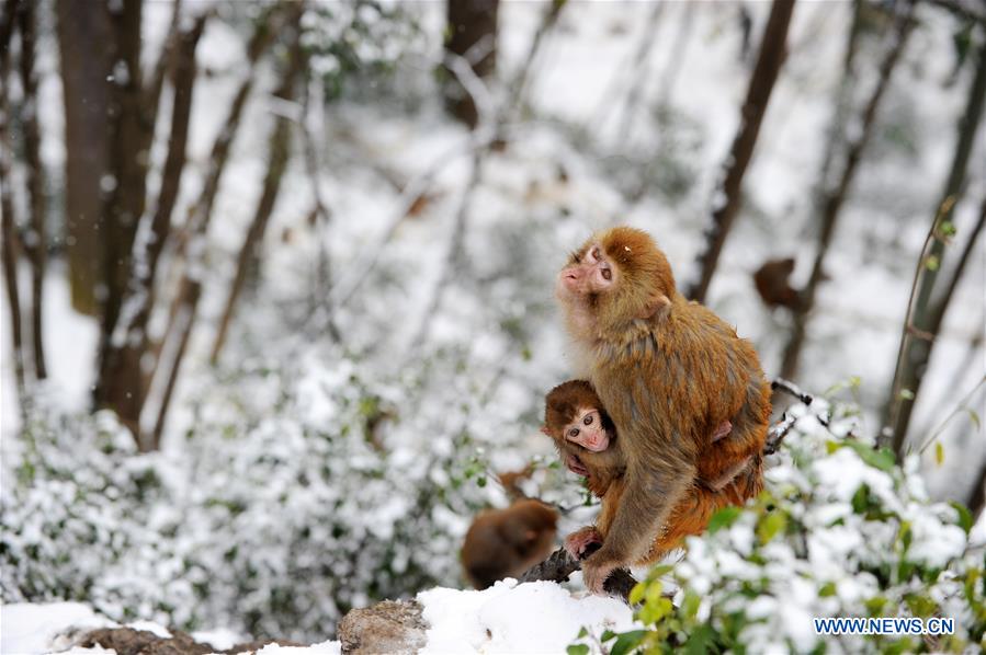 #CHINA-GUIZHOU-GUIYANG-SNOW-MONKEY (CN)