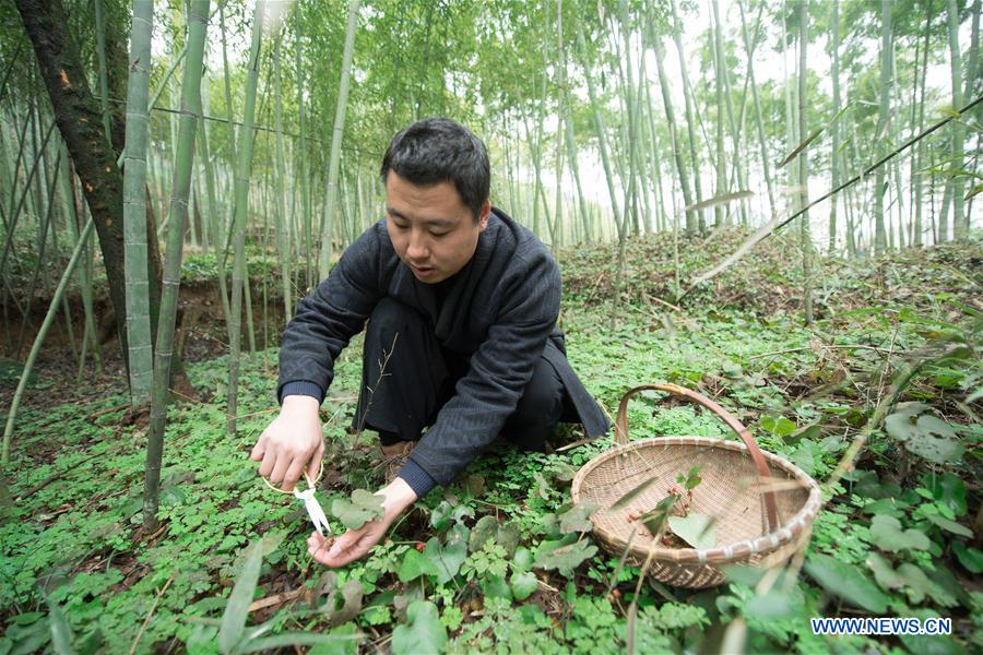 CHINA-ZHEJIANG-HUZHOU-INCENSE MAKER(CN)