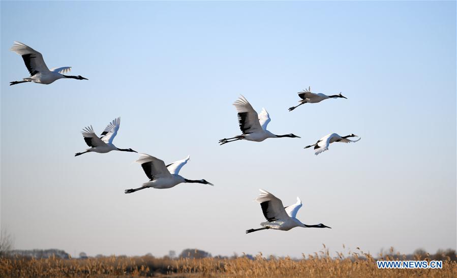 CHINA-HEILONGJIANG-RED-CROWNED CRANES (CN)