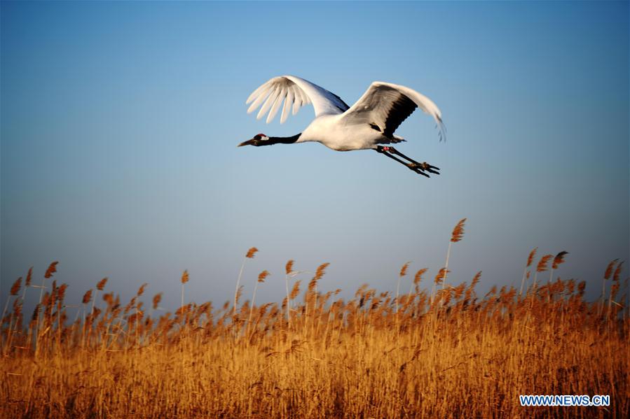 CHINA-HEILONGJIANG-RED-CROWNED CRANES (CN)