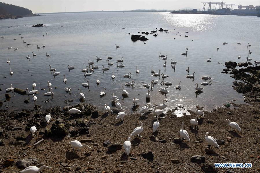 CHINA-SHANDONG-RONGCHENG-WINTER-SWAN (CN)