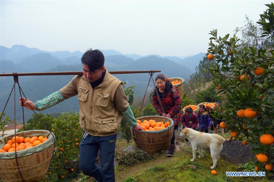 #CHINA-HUBEI-ORANGE HARVEST (CN)