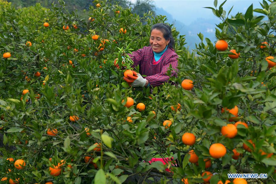 #CHINA-HUBEI-ORANGE HARVEST (CN)