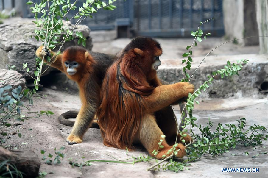 CHINA-CHONGQING-GOLDEN SNUB-NOSED MONKEY (CN)