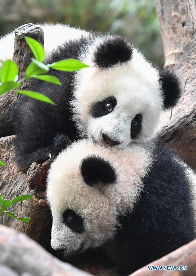 CHINA-GUANGZHOU-GIANT PANDA-SPRING FESTIVAL (CN)