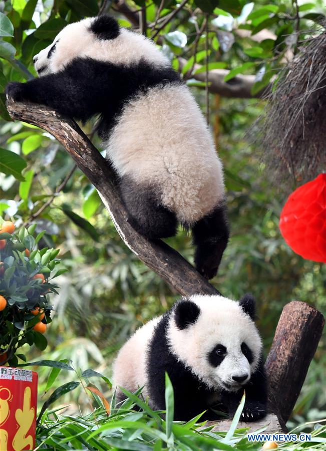 CHINA-GUANGZHOU-GIANT PANDA-SPRING FESTIVAL (CN)