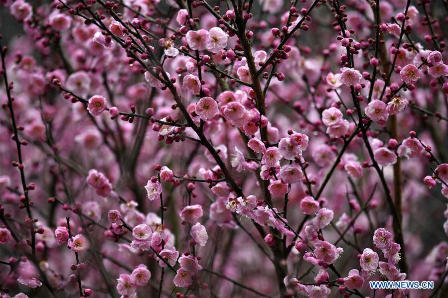 #CHINA-XUANEN-PLUM FLOWERS (CN)