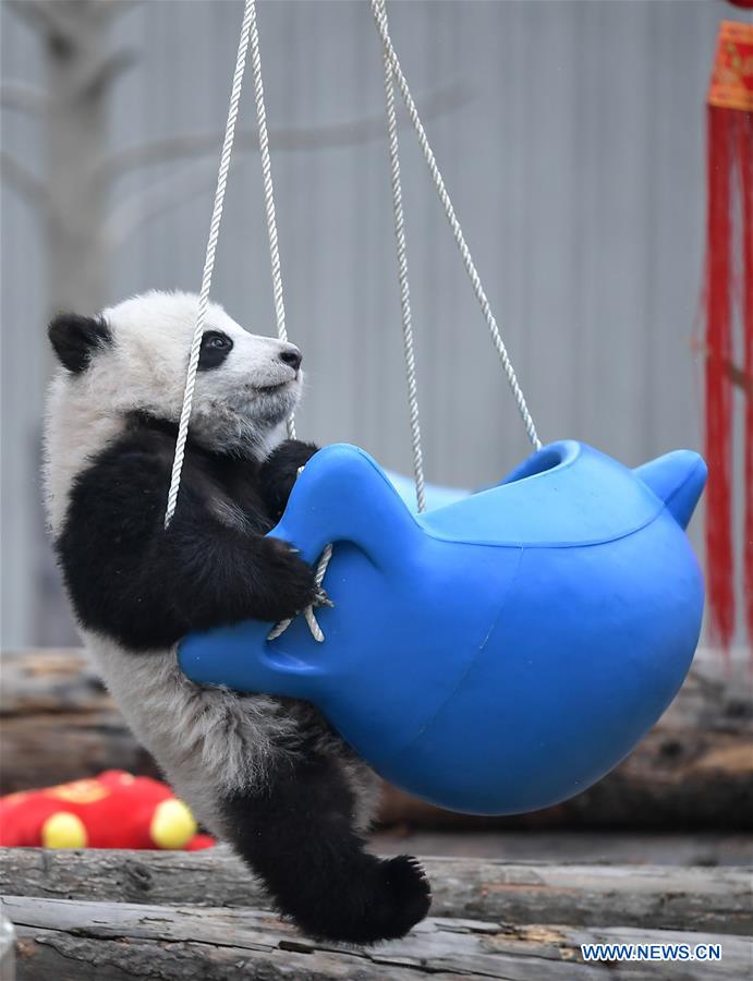 CHINA-SICHUAN-GIANT PANDA-SPRING FESTIVAL (CN)