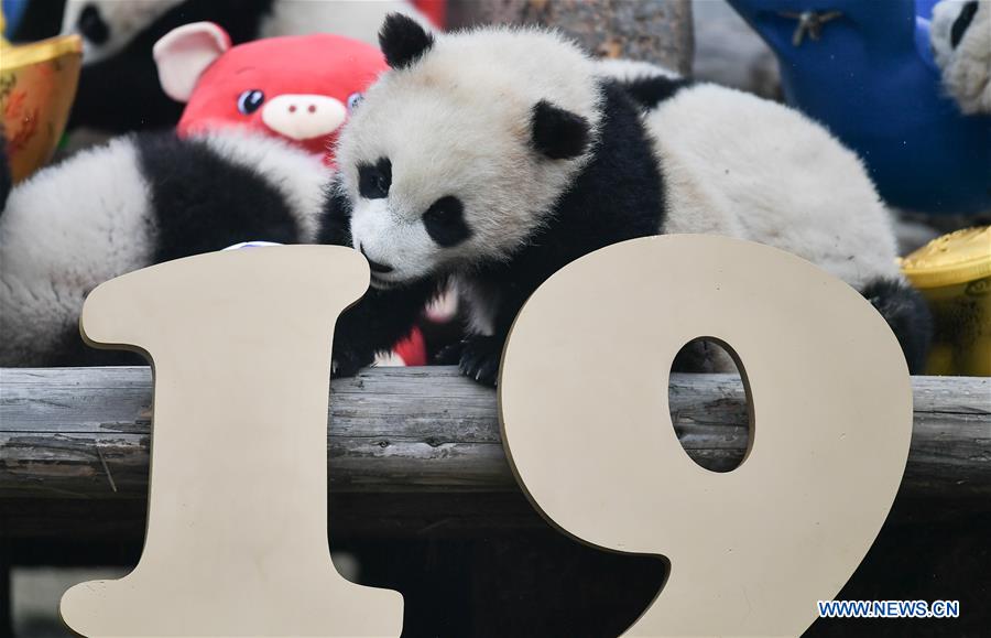 CHINA-SICHUAN-GIANT PANDA-SPRING FESTIVAL (CN)