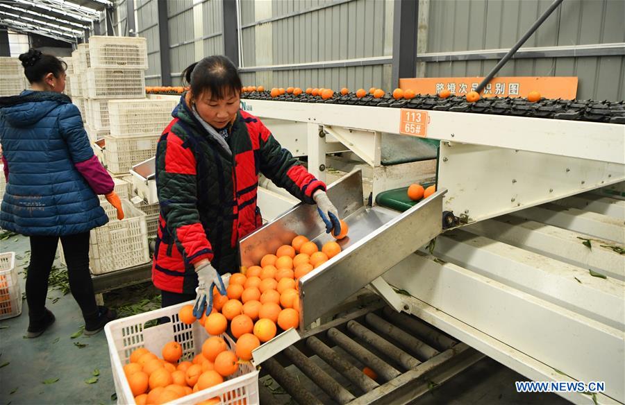 CHINA-CHONGQING-FENGJIE-NAVEL ORANGE (CN)