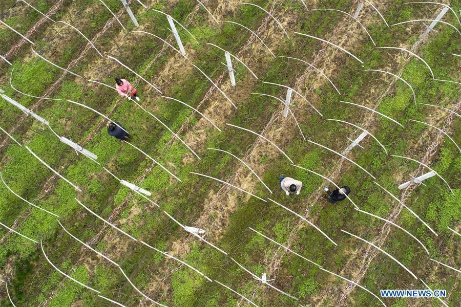 #CHINA-EARLY SPRING-AGRICULTURE (CN)