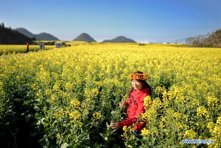 CHINA-YUNNAN-LUOPING-COLE FLOWERS (CN)