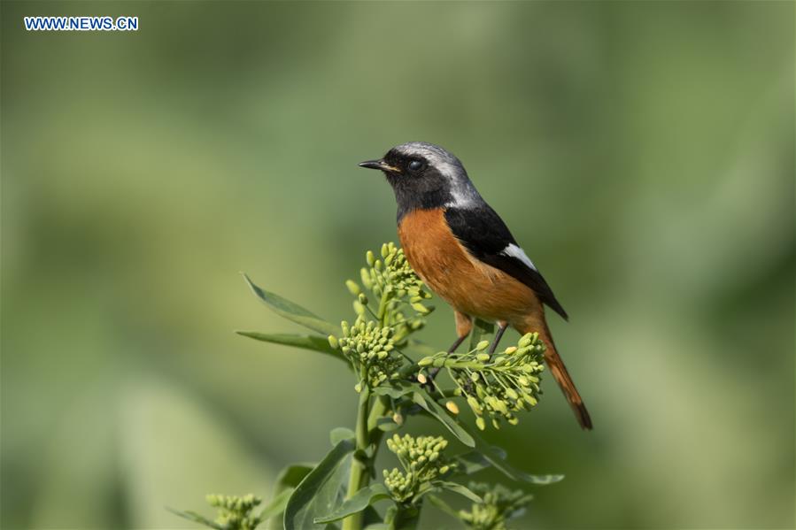 CHINA-FUJIAN-BIRDS (CN)