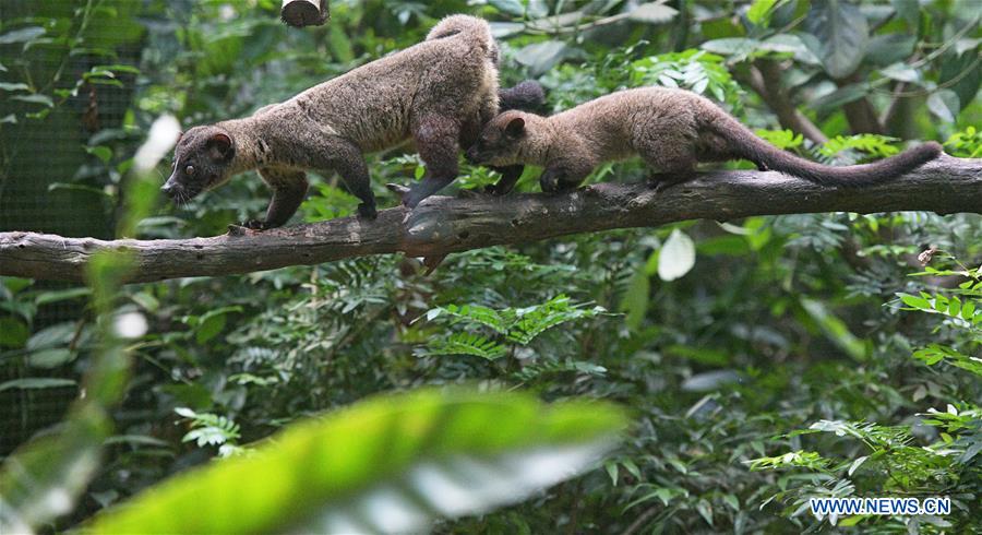 SINGAPORE-WRS-NEWBORN ANIMALS