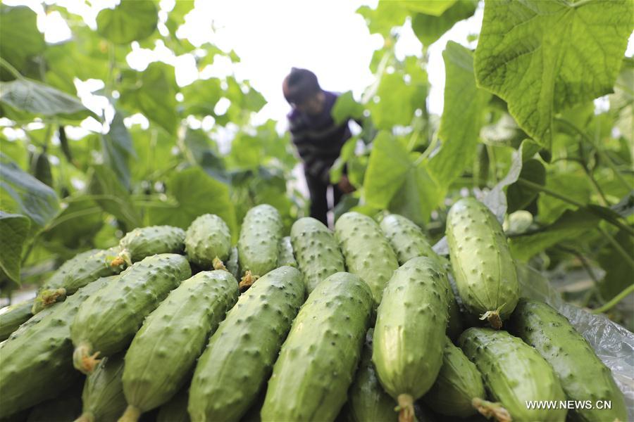 #CHINA-EARLY SPRING-FARM WORK (CN)