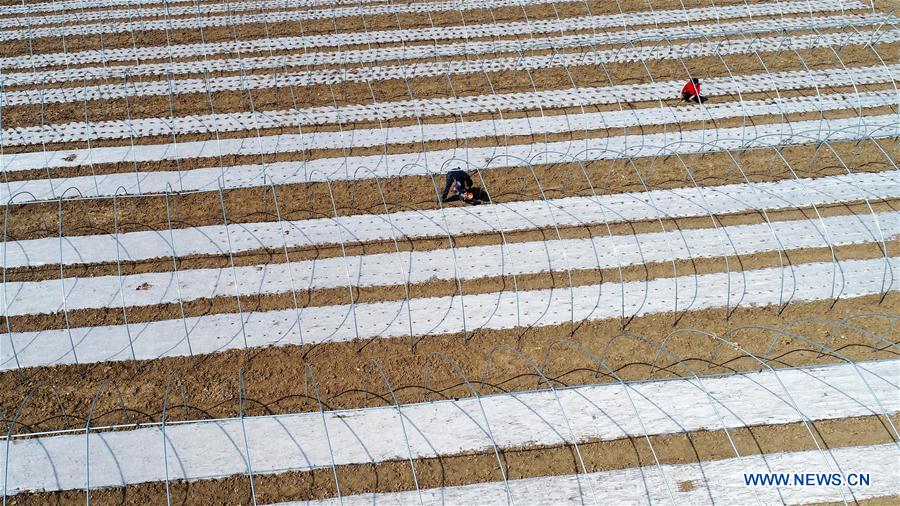 #CHINA-JINGZHE-FARM WORK (CN)