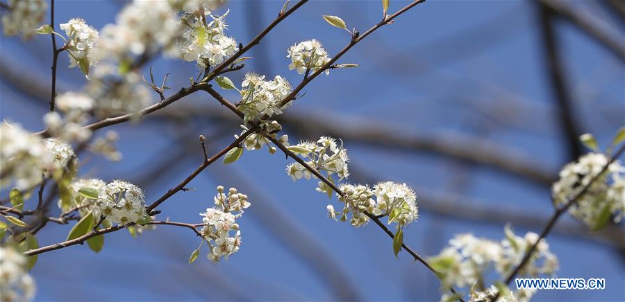 NEPAL-KATHMANDU-SPRING-CHERRY BLOSSOMS