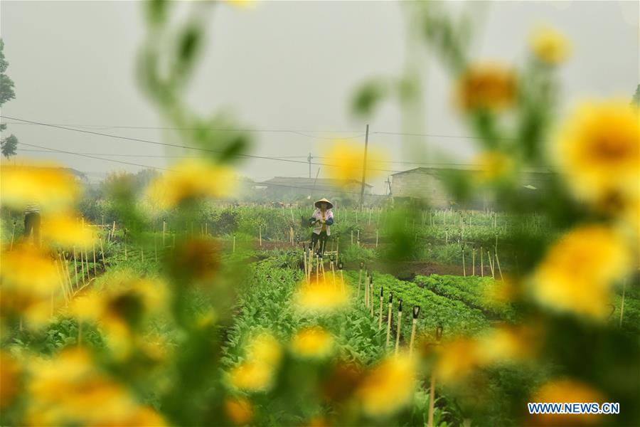 #CHINA-SPRING-FARM WORK (CN)