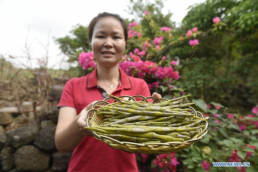 CHINA-HAIKOU-AGRICULTURAL DEVELOPMENT (CN)