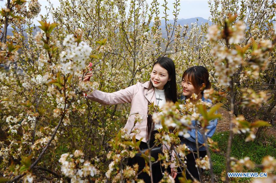 CHINA-SHAANXI-CHERRY FLOWERS (CN)