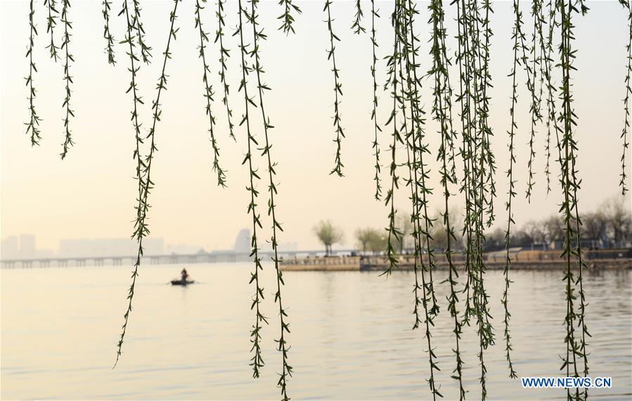 #CHINA-SPRING-WILLOW (CN)