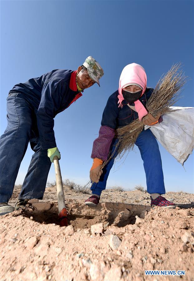 CHINA-INNER MONGOLIA-DESERT-GREENING (CN)