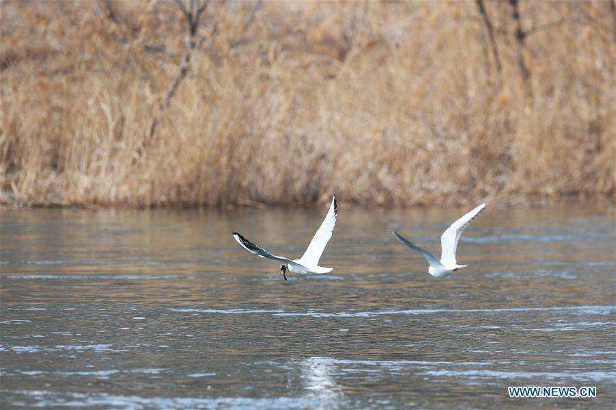 CHINA-SHANXI-TAIYUAN-FENHE WETLAND PARK-WATERFOWL (CN)