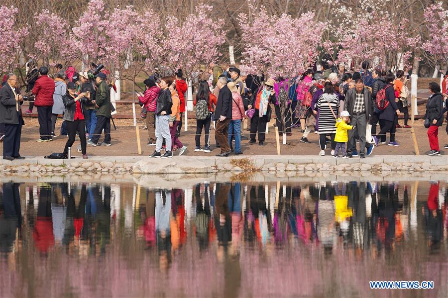 CHINA-BEIJING-YUYUANTAN PARK-CHERRY BLOSSOM (CN)