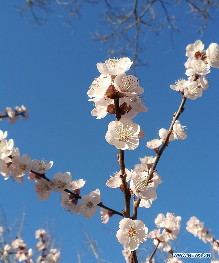 (BeijingCandid) CHINA-BEIJING-SPRING (CN)