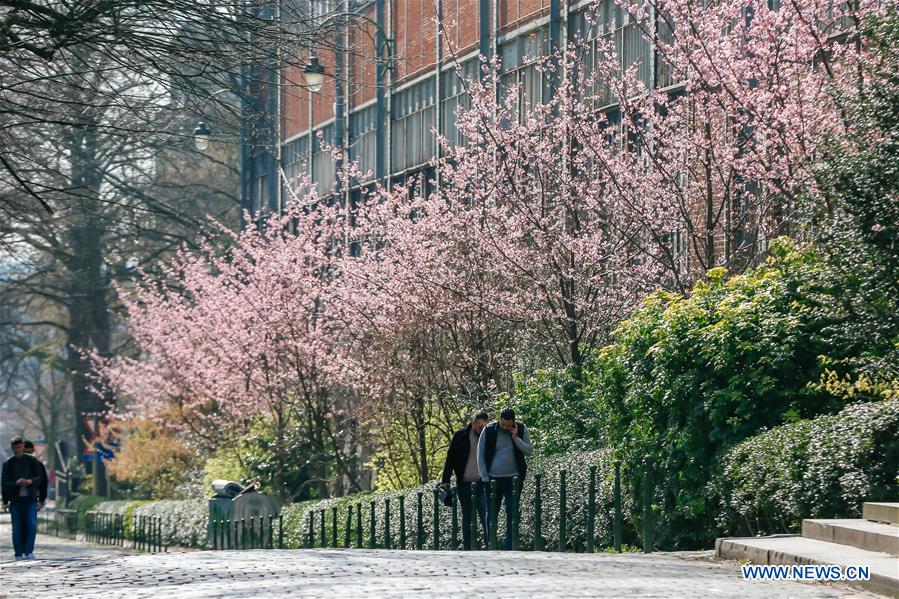 BELGIUM-BRUSSELS-SPRING-FLOWERS