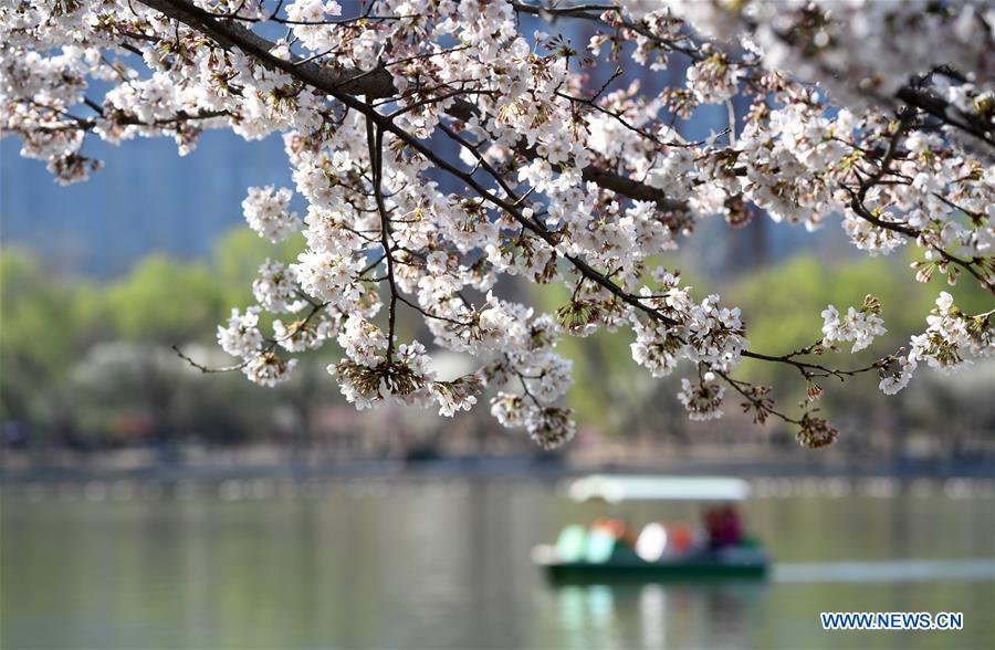 CHINA-BEIJING-SPRING-CHERRY BLOSSOMS (CN)