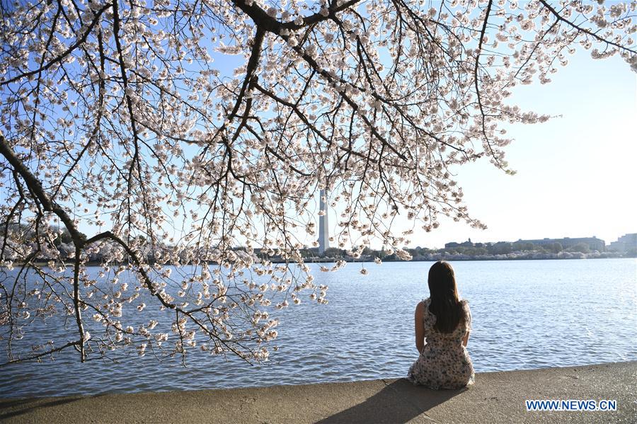 U.S.-WASHINGTON D.C.-CHERRY BLOSSOM