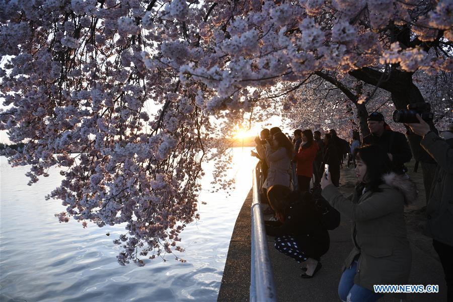 U.S.-WASHINGTON D.C.-CHERRY BLOSSOM