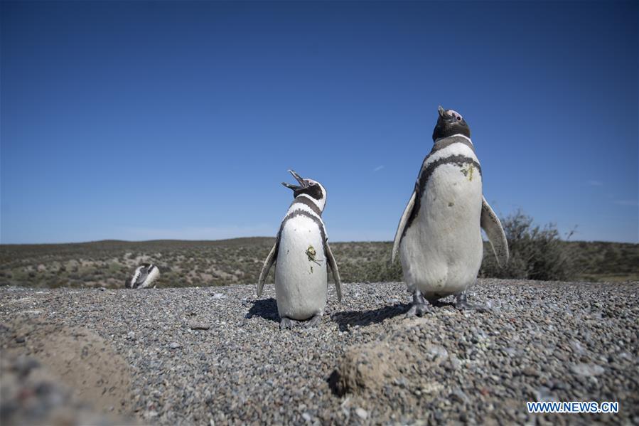 ARGENTINA-CHUBUT-PUNTA TOMBO RESERVE-PENGUINS