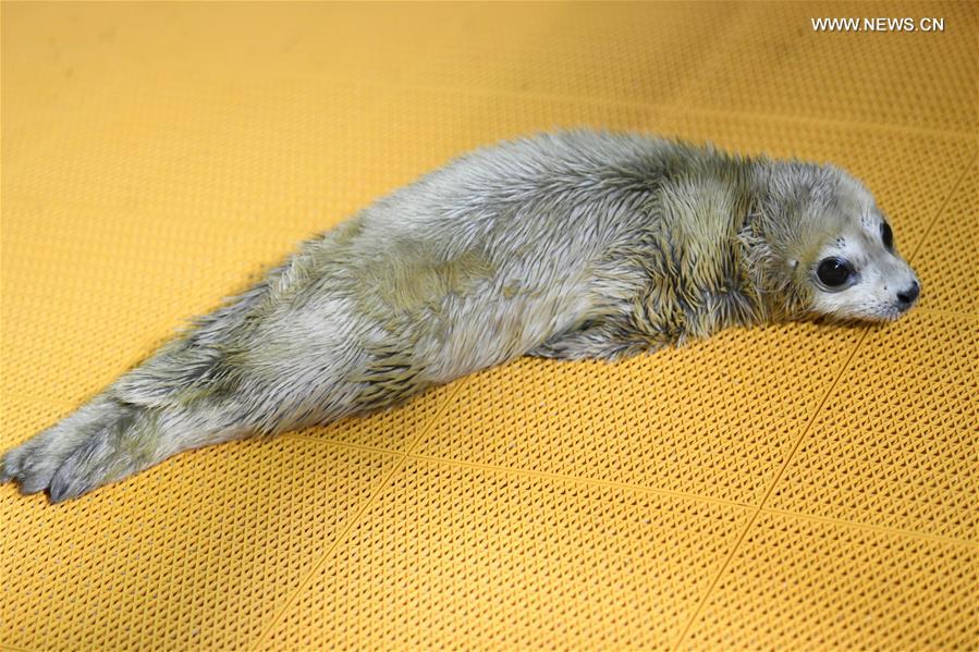 CHINA-HEILONGJIANG-HARBIN-SEAL PUP (CN)