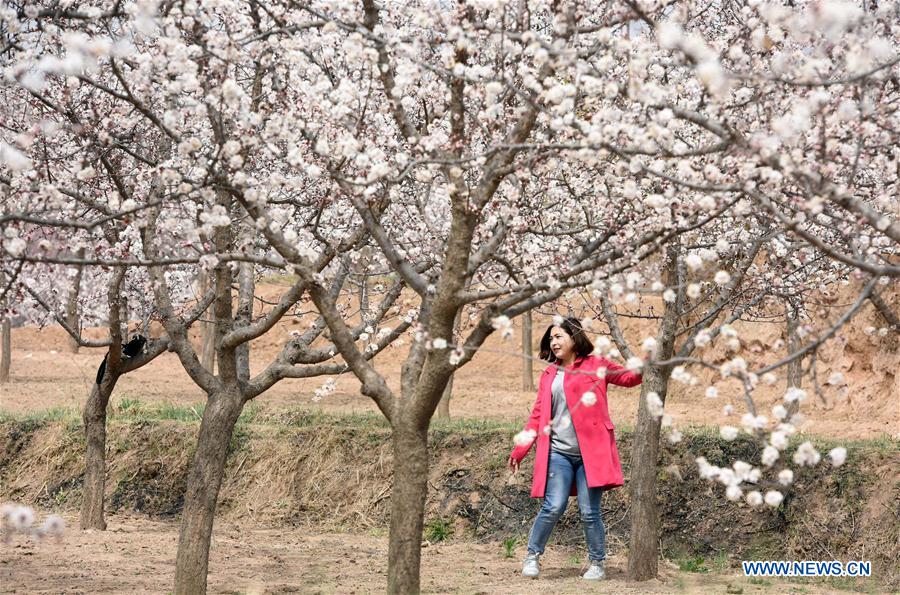 CHINA-GANSU-APRICOT FLOWERS (CN)