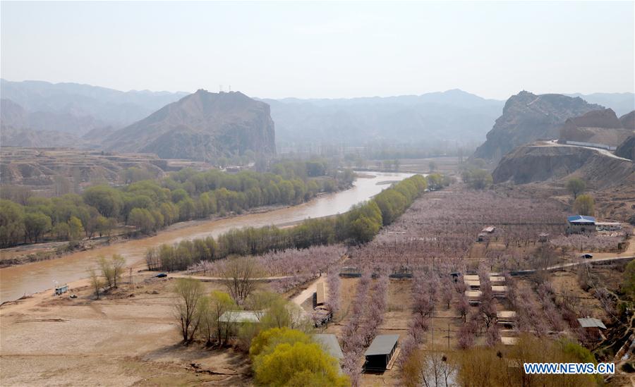 CHINA-GANSU-APRICOT FLOWERS (CN)