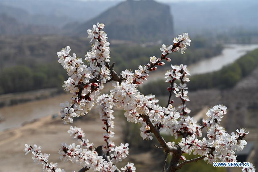 CHINA-GANSU-APRICOT FLOWERS (CN)