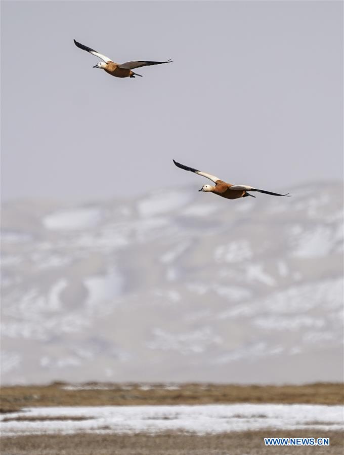 CHINA-XINJIANG-ALTUN MOUNTAINS-WILDLIFE-LANDSCAPE (CN)