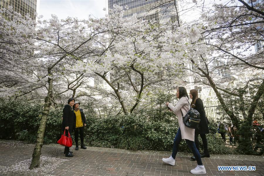 CANADA-VANCOUVER-CHERRY BLOSSOM FESTIVAL