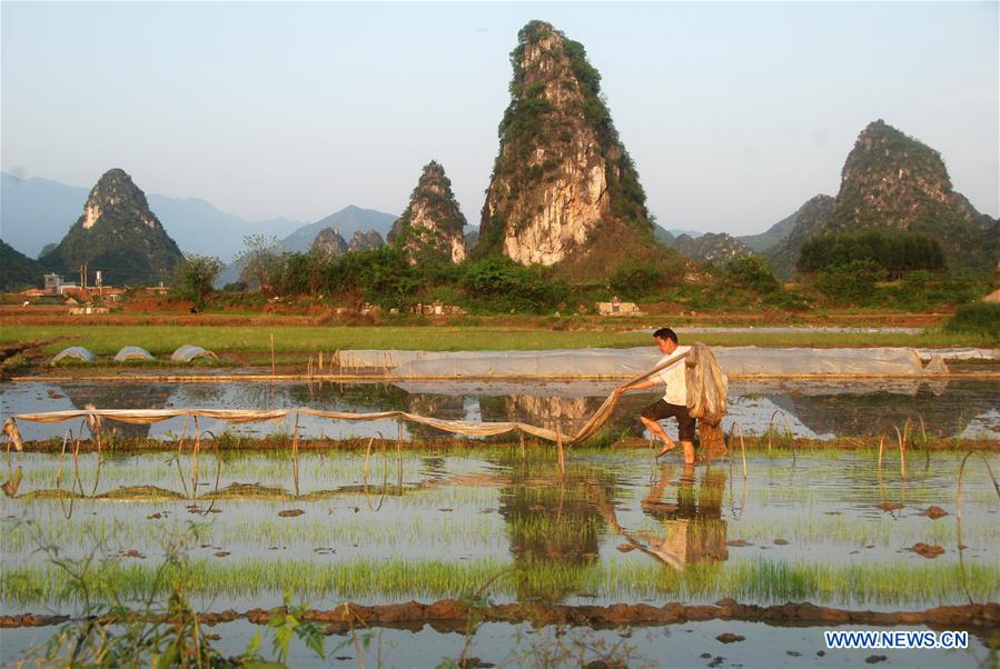 #CHINA-SPRING-FARM WORK (CN)